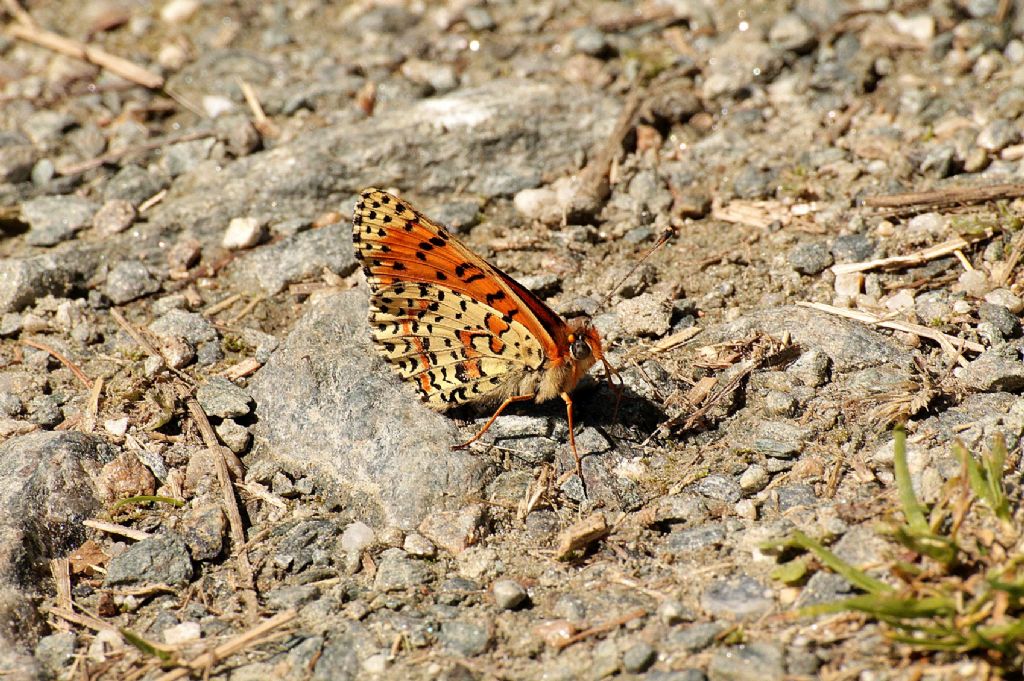 Melitaea didyma?